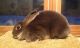 Mini Rex Rabbits for sale in Long Valley, Washington Township, NJ 07853, USA. price: $30
