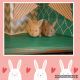 Mini Rex Rabbits for sale in McComb, MS, USA. price: NA