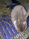 Mini Rex Rabbits for sale in Slatington, PA, USA. price: NA