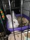 Mini Rex Rabbits for sale in Superior, WI, USA. price: NA