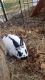 Mini Rex Rabbits for sale in Muskego, WI 53150, USA. price: NA