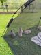 Mini Rex Rabbits for sale in UPPR BLCK EDY, PA 18972, USA. price: $25
