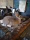 Mini Rex Rabbits for sale in Mapleton, PA 17052, USA. price: $25