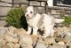 Mini Sheepadoodles Puppies for sale in Dundee, OH 44624, USA. price: $900