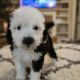 Mini Sheepadoodles Puppies for sale in Chattanooga, TN, USA. price: $1,200