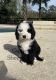 Mini Sheepadoodles Puppies for sale in Gainesville, FL, USA. price: $2,000