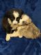Mini Sheepadoodles Puppies for sale in Livingston Manor, New York. price: $1,250