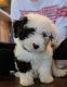 Mini Sheepadoodles Puppies for sale in Chicago, Illinois. price: $500