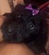 Mini Sheepadoodles Puppies for sale in Bronx, New York. price: $250