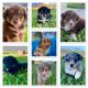 Miniature Australian Shepherd Puppies for sale in Giddings, TX 78942, USA. price: NA