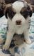 Miniature Australian Shepherd Puppies for sale in Waseca, MN 56093, USA. price: NA
