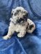 Miniature Australian Shepherd Puppies for sale in International Falls, MN 56649, USA. price: $1,500