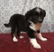 Miniature Australian Shepherd Puppies for sale in Campbell, MN 56522, USA. price: $400