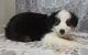 Miniature Australian Shepherd Puppies for sale in Campbell, MN 56522, USA. price: $450