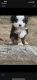 Miniature Australian Shepherd Puppies for sale in Etiwanda, CA 91739, USA. price: $1,200