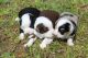 Miniature Australian Shepherd Puppies for sale in Romoland, CA 92585, USA. price: $1,500