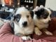 Miniature Australian Shepherd Puppies for sale in Burleson, TX 76028, USA. price: $500