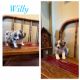 Miniature Australian Shepherd Puppies for sale in Faribault, MN 55021, USA. price: $900
