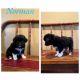 Miniature Australian Shepherd Puppies for sale in Faribault, MN 55021, USA. price: $700