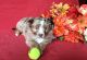 Miniature Australian Shepherd Puppies for sale in Mt Shasta, CA 96067, USA. price: $1,500