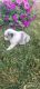 Miniature Australian Shepherd Puppies for sale in Grabill, IN 46741, USA. price: NA