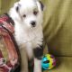Miniature Australian Shepherd Puppies for sale in Pico Rivera, CA, USA. price: $450