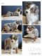 Miniature Australian Shepherd Puppies for sale in Pomona, CA 91767, USA. price: $1,800
