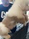 Miniature Australian Shepherd Puppies for sale in Aubrey, TX, USA. price: NA