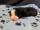Miniature Australian Shepherd Puppies for sale in Mesa, AZ, USA. price: $800