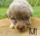 Miniature Australian Shepherd Puppies for sale in Kirksey, KY 42054, USA. price: $800
