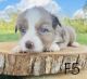 Miniature Australian Shepherd Puppies for sale in Kirksey, KY 42054, USA. price: $800