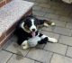 Miniature Australian Shepherd Puppies for sale in 48 16th St, Jericho, NY 11753, USA. price: NA