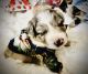Miniature Australian Shepherd Puppies for sale in Holly Ridge, NC 28445, USA. price: $2,000