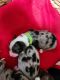 Miniature Australian Shepherd Puppies for sale in Dayville, Killingly, CT 06241, USA. price: $2,000
