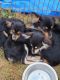 Miniature Australian Shepherd Puppies for sale in Fulton, MO 65251, USA. price: $400