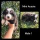 Miniature Australian Shepherd Puppies for sale in Columbus, KS 66725, USA. price: $350