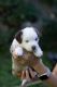 Miniature Australian Shepherd Puppies for sale in Sacramento, CA 95841, USA. price: $1,200