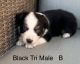 Miniature Australian Shepherd Puppies for sale in Paso Robles, CA 93446, USA. price: NA