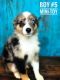 Miniature Australian Shepherd Puppies for sale in Junction, TX 76849, USA. price: $650