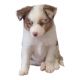 Miniature Australian Shepherd Puppies for sale in Waller, TX 77484, USA. price: $600