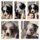 Miniature Australian Shepherd Puppies for sale in Amarillo, TX, USA. price: $500