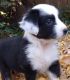 Miniature Australian Shepherd Puppies for sale in Penn Valley, California. price: $800
