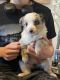 Miniature Australian Shepherd Puppies for sale in Wildomar, California. price: $1,350