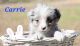 Miniature Australian Shepherd Puppies for sale in Hot Springs, Arkansas. price: $600