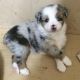 Miniature Australian Shepherd Puppies for sale in Holstein, ON N0G 2A0, Canada. price: NA