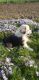 Miniature Australian Shepherd Puppies for sale in Grabill, IN 46741, USA. price: NA