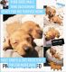 Miniature Dachshund Puppies for sale in Nashville, TN, USA. price: $900