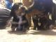 Miniature Dachshund Puppies for sale in Underwood, ND 58576, USA. price: NA