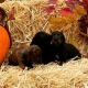Miniature Dachshund Puppies for sale in Knoxville, TN, USA. price: $800