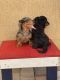Miniature Dachshund Puppies for sale in Miami Beach, FL, USA. price: NA